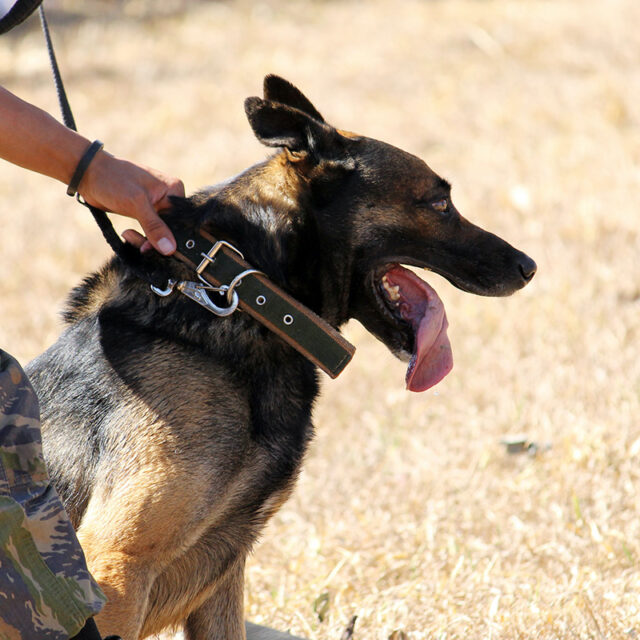 Online First aid for Security Guarding Dogs, Detection Dogs, Search and Rescue Dogs.