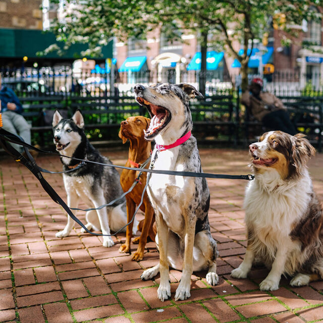 Online Course For Pet Professionals & Anyone Responsible for Other Peoples Pets
