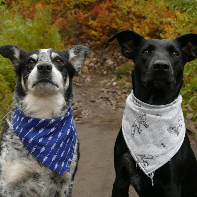 Canine Dog First Aid