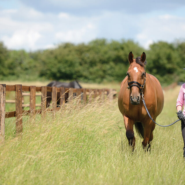 Equestrian Industry first aid