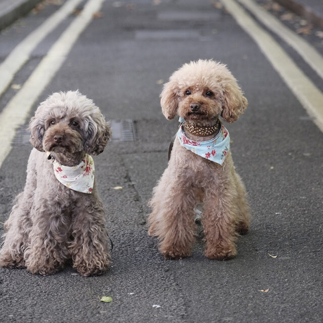 Cambridge street with pet poodle dogs