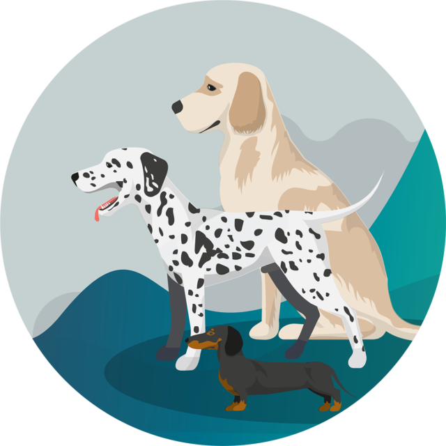 Animal First Aid