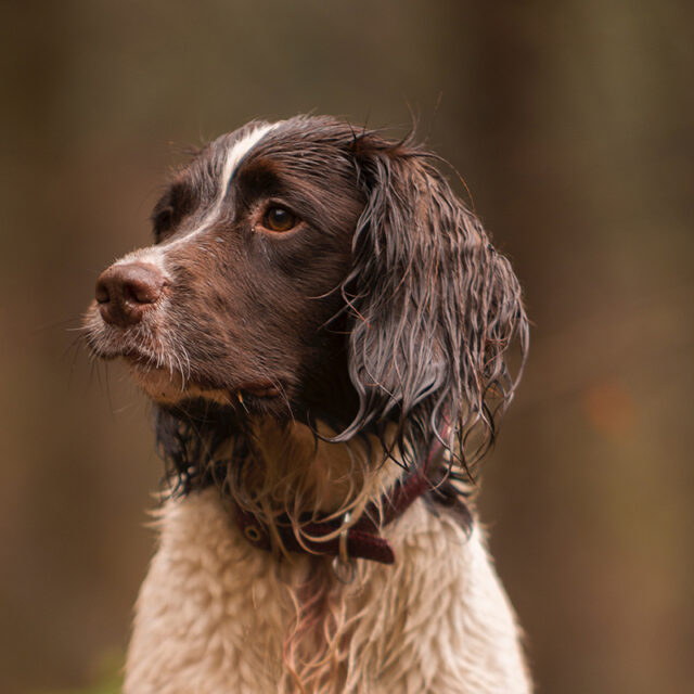 Online Advanced Pet First Aid Watch Training Video At Your Own Pace.