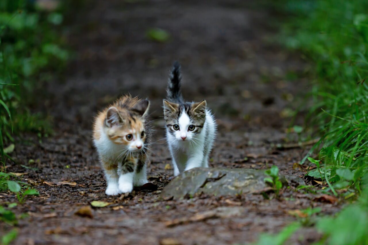 Cat Care Course