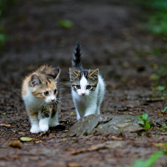 Cat Care Course