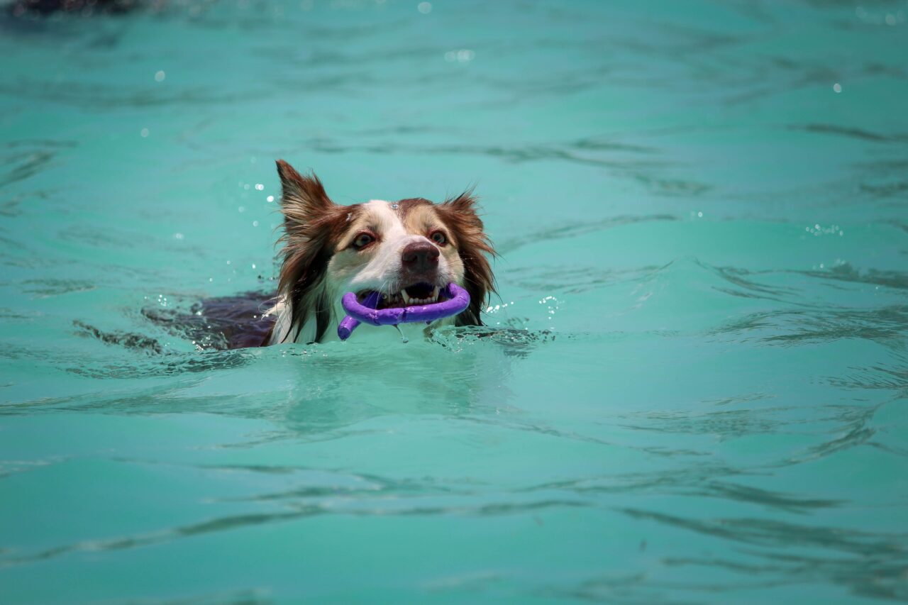 Canine Hydrotherapy First Aid