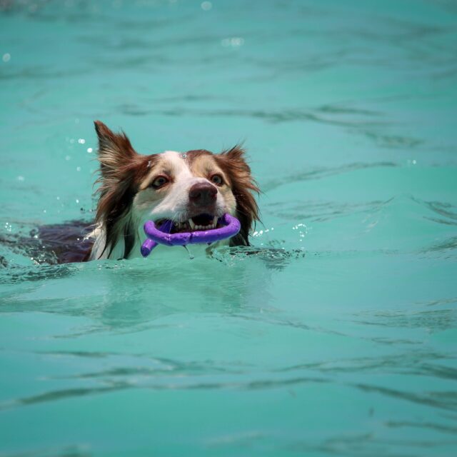 Canine Hydrotherapy First Aid